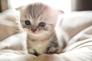 Extremely-cute-kitten_large