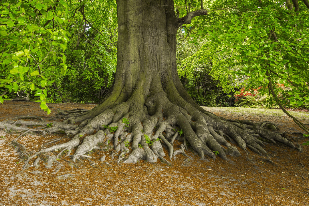 Bring Roots The Root – The Generosity Guy
